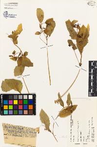 SW_BNB_s3080-03040_IMG-0000000001
