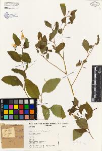 SW_BNB_s3080-03041_IMG-0000000001