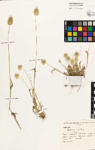 SW_BNB_s3080-03118_IMG-0000000001