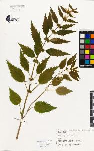 SW_BNB_s3080-03122_IMG-0000000001