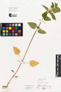 SW_BNB_s3080-03125_IMG-0000000001