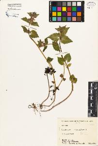 SW_BNB_s3080-03131_IMG-0000000001