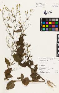 SW_BNB_s3080-03137_IMG-0000000001