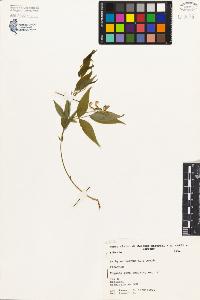 SW_BNB_s3080-03183_IMG-0000000001