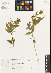 SW_BNB_s3080-03186_IMG-0000000001