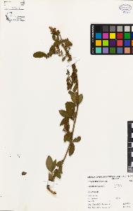 SW_BNB_s3080-03277_IMG-0000000001