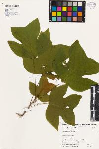 SW_BNB_s3080-03309_IMG-0000000001