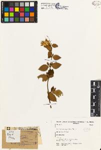 SW_BNB_s3080-03332_IMG-0000000001