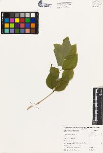 SW_BNB_s3080-03343_IMG-0000000001