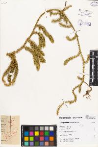 SW_BNB_s3080-03396_IMG-0000000001