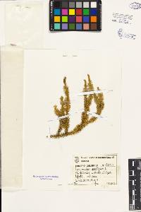 SW_BNB_s3080-03399_IMG-0000000001