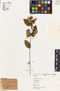 SW_BNB_s3080-03406_IMG-0000000001