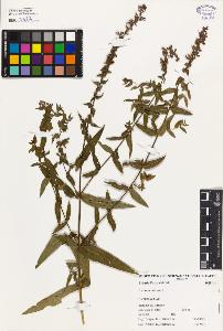 SW_BNB_s3080-03409_IMG-0000000001