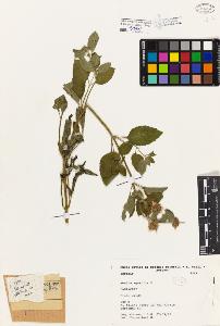 SW_BNB_s3080-03472_IMG-0000000001