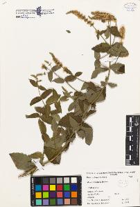 SW_BNB_s3080-03477_IMG-0000000001