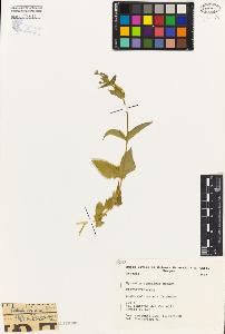 SW_BNB_s3080-03563_IMG-0000000001