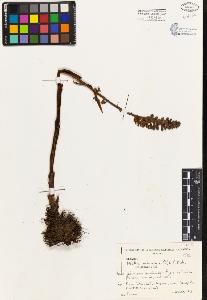 SW_BNB_s3080-03588_IMG-0000000001