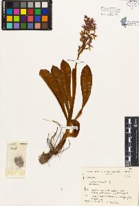 SW_BNB_s3080-03634_IMG-0000000001