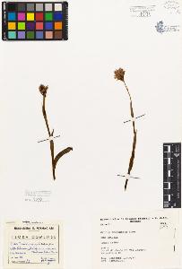 SW_BNB_s3080-03647_IMG-0000000001