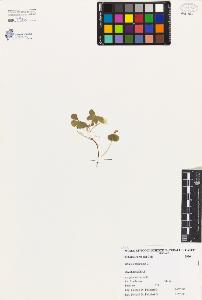 SW_BNB_s3080-03681_IMG-0000000001