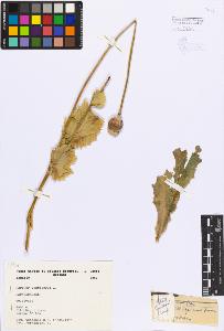 SW_BNB_s3080-03694_IMG-0000000001
