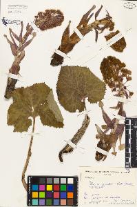 SW_BNB_s3080-03730_IMG-0000000001
