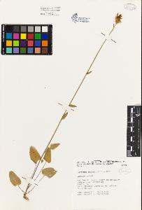 SW_BNB_s3080-03783_IMG-0000000001