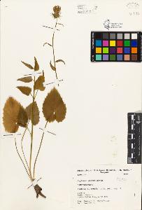 SW_BNB_s3080-03801_IMG-0000000001