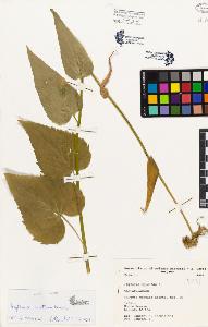 SW_BNB_s3080-03819_IMG-0000000001