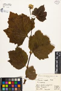 SW_BNB_s3080-03879_IMG-0000000001