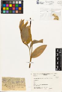 SW_BNB_s3080-03946_IMG-0000000001