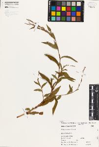 SW_BNB_s3080-03959_IMG-0000000001