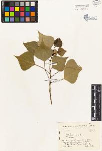 SW_BNB_s3080-04034_IMG-0000000001