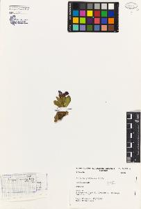 SW_BNB_s3080-04117_IMG-0000000001
