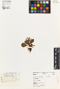 SW_BNB_s3080-04126_IMG-0000000001