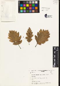 SW_BNB_s3080-04188_IMG-0000000001