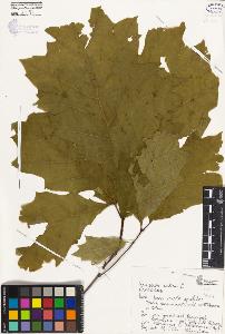 SW_BNB_s3080-04200_IMG-0000000001