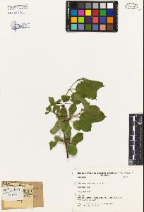 SW_BNB_s3080-04244_IMG-0000000001