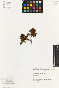 SW_BNB_s3080-04260_IMG-0000000001