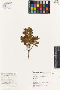 SW_BNB_s3080-04265_IMG-0000000001