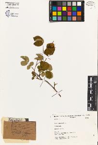 SW_BNB_s3080-04294_IMG-0000000001