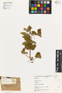 SW_BNB_s3080-04310_IMG-0000000001
