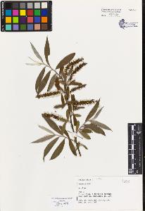 SW_BNB_s3080-04339_IMG-0000000001