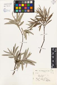 SW_BNB_s3080-04358_IMG-0000000001