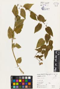 SW_BNB_s3080-04606_IMG-0000000001