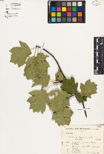 SW_BNB_s3080-04636_IMG-0000000001
