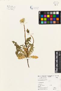 SW_BNB_s3080-04692_IMG-0000000001