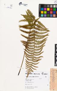 SW_BNB_s3080-04727_IMG-0000000001