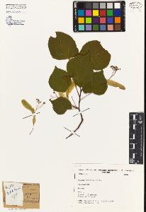 SW_BNB_s3080-04766_IMG-0000000001