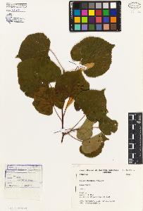 SW_BNB_s3080-04767_IMG-0000000001